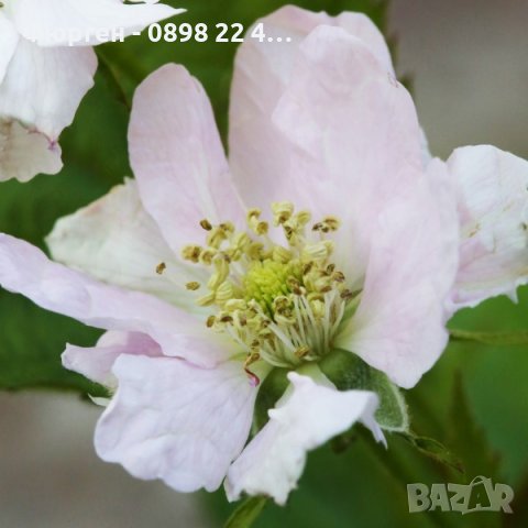   Къпина Блек Сатин -Rubus Fruticosus Black Satin, снимка 3 - Разсади - 43331002