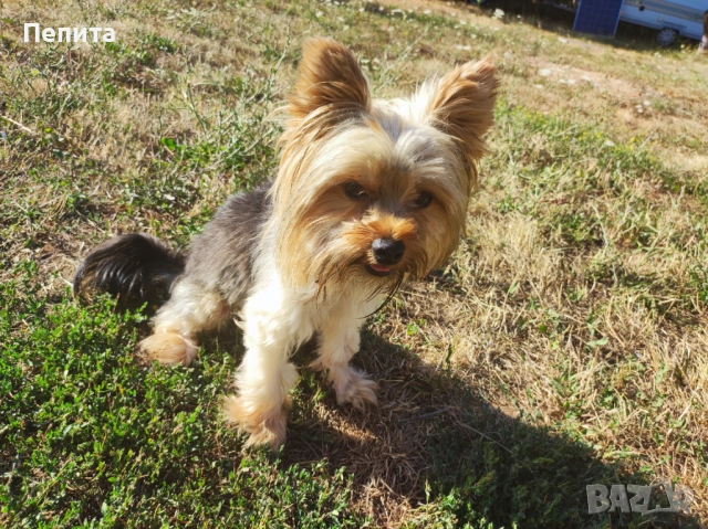 Мини йоркширски териер, снимка 5 - Йоркширски териер - 52514508