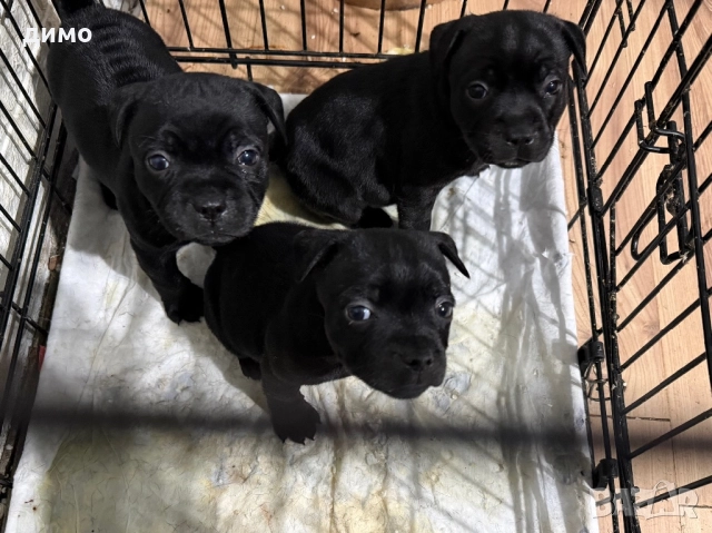 Английски стафордширски бултериер, снимка 2 - Други - 52136623