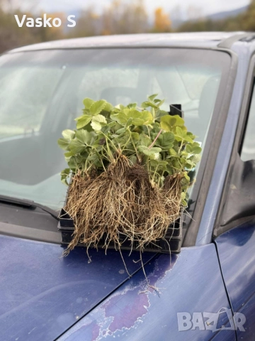 Здрови и качествени разсади 2025г