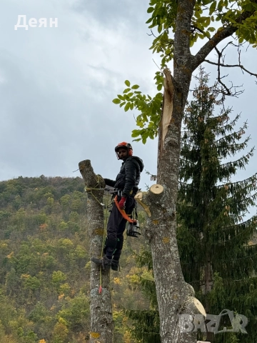 Рязане на опасни дървета в половин България  / Арборист / Arborist, снимка 9 - Други услуги - 48507596