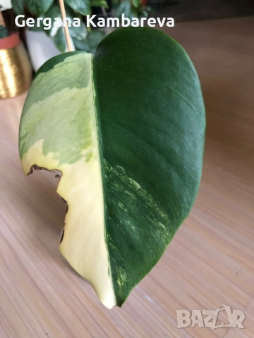 Monstera Aurea Tricolor (Marmorata), снимка 3 - Стайни растения - 52884194