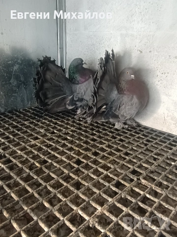 Фенерлии , снимка 11 - Гълъби - 53045490