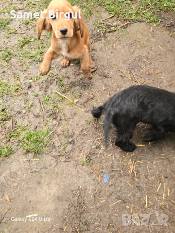 Prodavam 200 lv., снимка 6 - Кокер шпаньол - 52515067