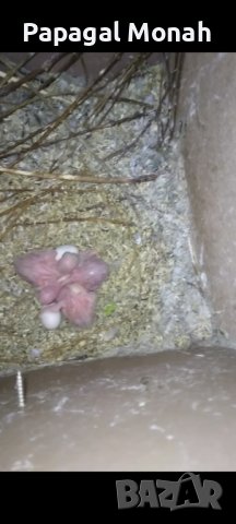 Ръчно хранени папагали Монах, снимка 10 - Папагали - 40634171