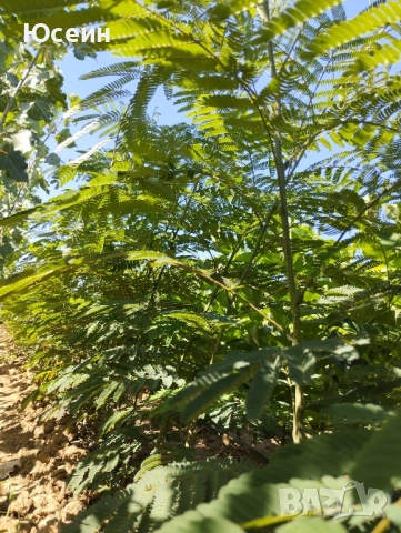 Албиция фиданки, снимка 14 - Градински цветя и растения - 51598316