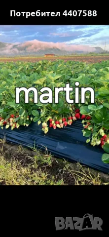 Разсад ягоди и малини , снимка 6 - Разсади - 49438431