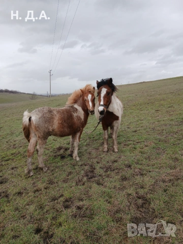 Продава се заплодена кобила с конче, снимка 5 - Коне - 53485320