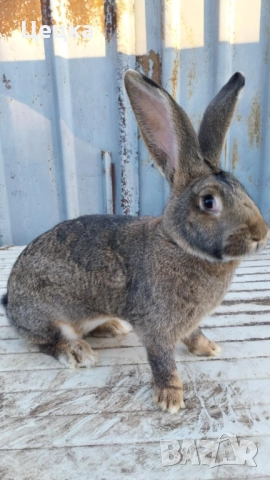 Продавам зайка