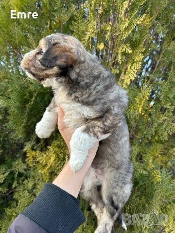 Обикновени Болонки, снимка 4 - Болонка - 52849550