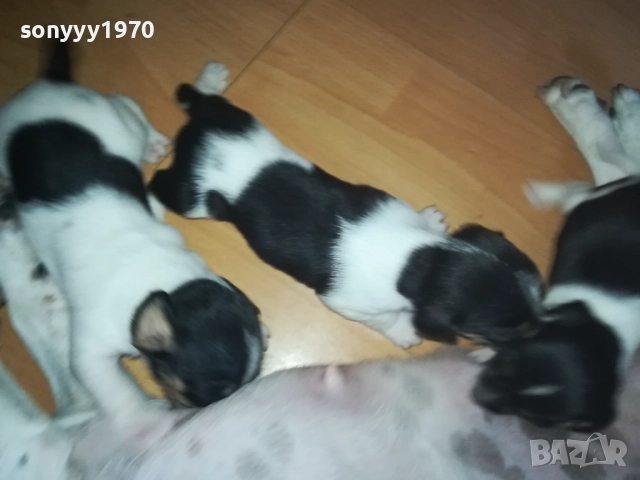 ДЖАК РЪСЕЛ 0509251724, снимка 4 - Джак ръсел териер - 51618265