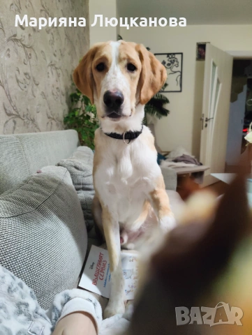 Подарявам куче, снимка 6 - Други - 53582823