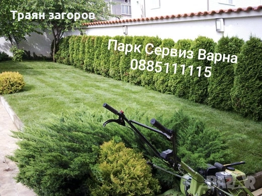 косене на трева, рязане(кастрене) на дървета,почистване на терени, снимка 3 - Други почистващи услуги - 53015352