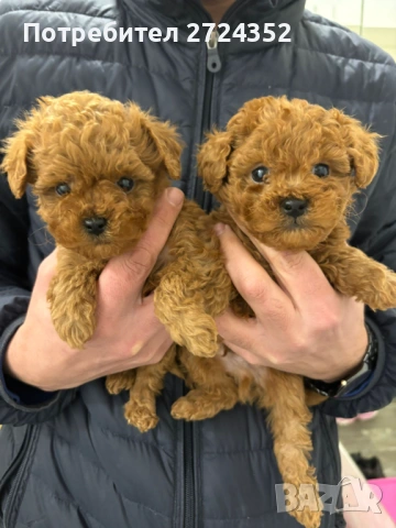 Той Пудел Ред Априкот, снимка 6 - Пудели - 53471351