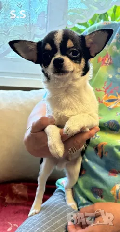 Мини момче , снимка 3 - Чихуахуа - 50047457