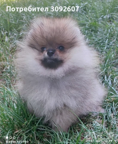 Померанче женско, снимка 3 - Померан - 51003903