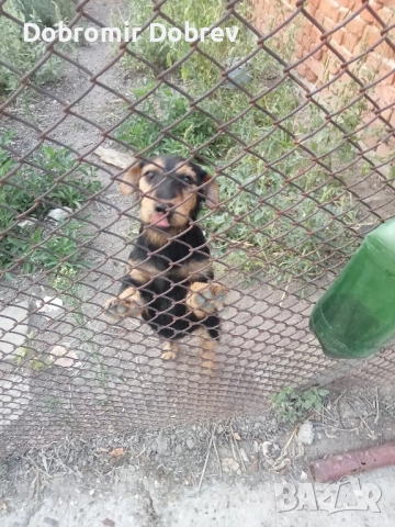 Ягтериери , снимка 7 - Ягдтериер - 51487686