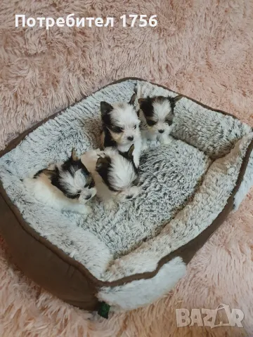 Бивер-йоркширски териер, снимка 1