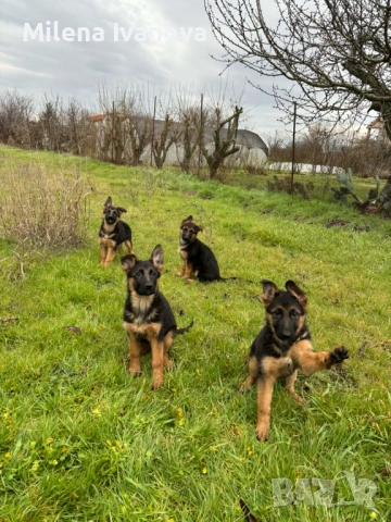 Немски овчарки от легитимен развъдник , снимка 5 - Немска овчарка - 53035640