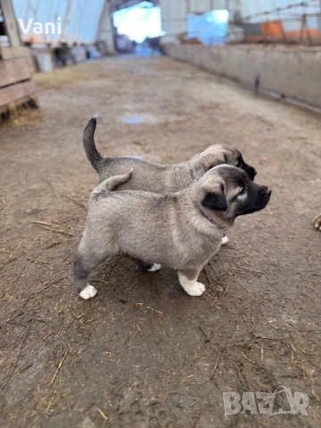 Кангал /Кангалчета, малки , снимка 12 - Кангал - 53493206