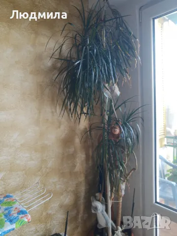 Палма,Драцена,голяма,многогодишна,Прекрасна,Уникална