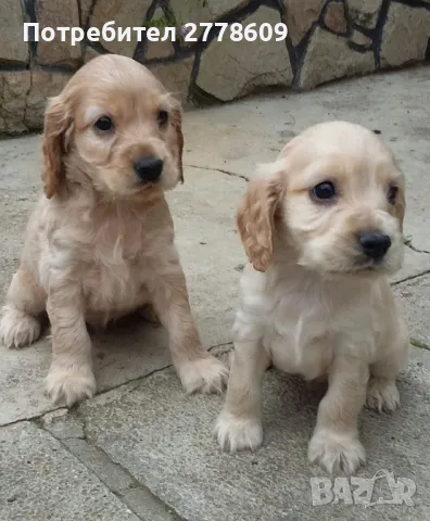 Английски кокер шпаньол, снимка 1