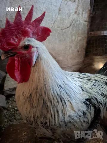 Сребърно Брезе-тъмна мутация петли на 1 година на 2 5 месеца страхотни. много рядък цвят