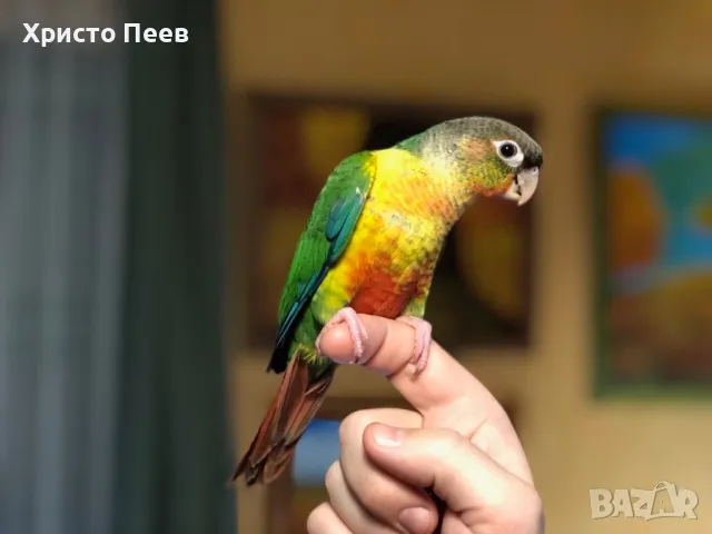 Ръчно хранени бебета папагали от развъдник, снимка 2 - Папагали - 49234289