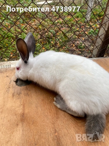 Зайци , снимка 11 - Други животни - 53488376