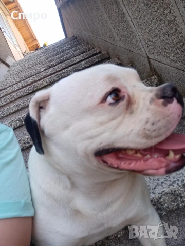 Американски булдог, снимка 4 - Други - 53012860