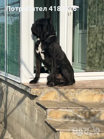 Кане Корсо за разплод, снимка 2 - Кане корсо - 47313587