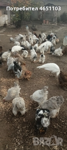 Продавам Брами, снимка 6 - други­ - 52420139