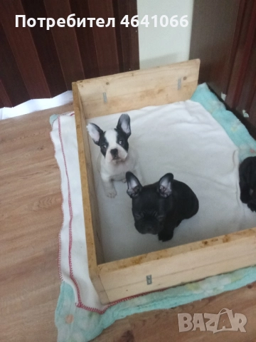 кученца , снимка 2 - Други - 52527215