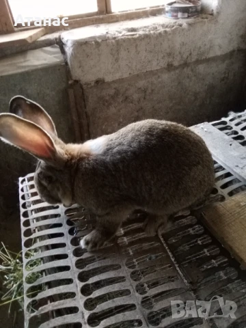Продавам заек, снимка 4 - Други - 50477201