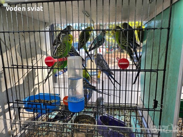 Разнообразие на папагали, снимка 2 - Папагали - 43127939