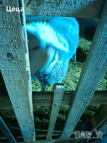 продавам овен Лакон , снимка 7 - Овце - 53528046