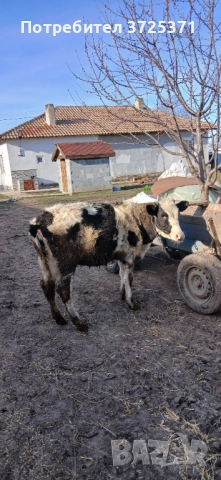 Продавам женско теле, снимка 7 - Крави - 52956407