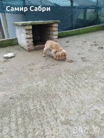 Продавам Кокер Шпаньол