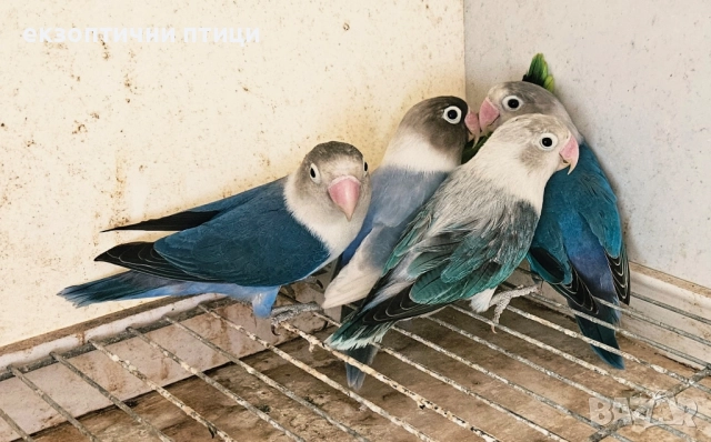 Продавам Неразделки , снимка 1