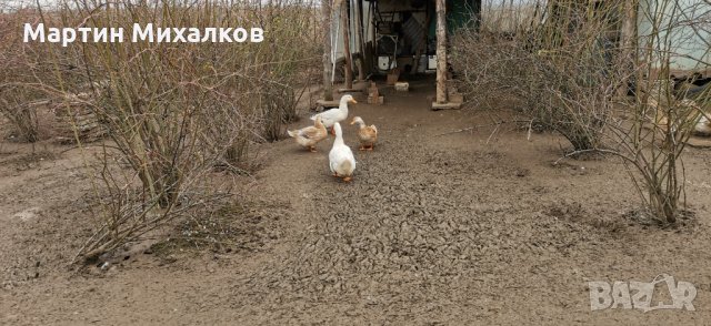 Яйца от пъдпъдък, яйца от черен австралорп,патешки,патици,гъши,гъски, снимка 3 - други­ - 32385608