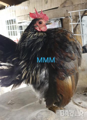 Пиленца и яйца от Малайска Серама - промоция, снимка 11 - други­ - 16390085