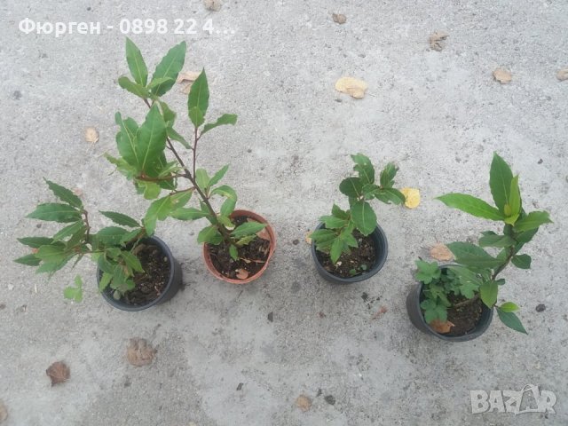  Дафинов  лист - Разсад , снимка 4 - Разсади - 37497720