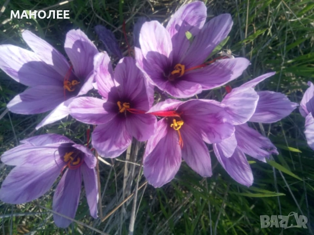 🪷🪷🪷Шафран🎁🌞👌, снимка 2 - Градински цветя и растения - 53496214