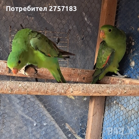 продавам папагали чифт червнокрили папагали