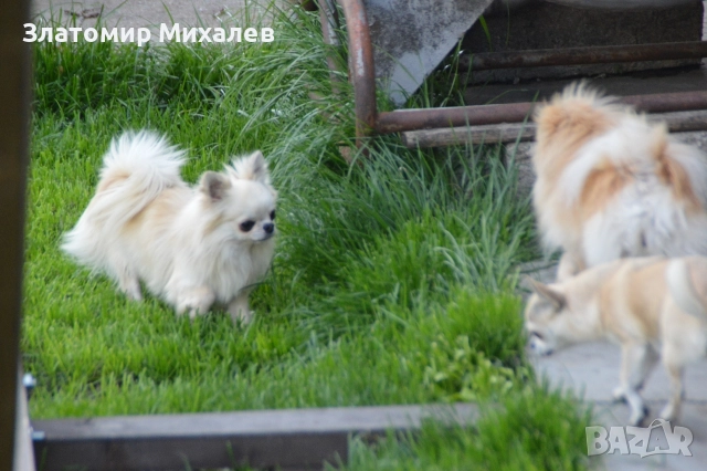 Търсим готини мадами, снимка 2 - Чихуахуа - 52983004