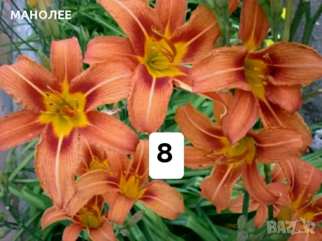 Цветя - 10 НЕЗАСАДЕНИ КОРЕНА В ЕДИН ПАКЕТ /видове по избор/ ЗА 20 ЛВ., снимка 9 - Градински цветя и растения - 51626278