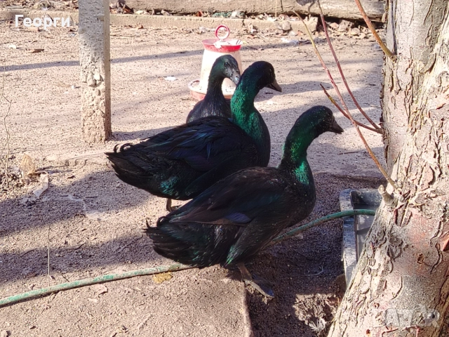 Продавам петли Брама и Каюги, снимка 15 - други­ - 52947667