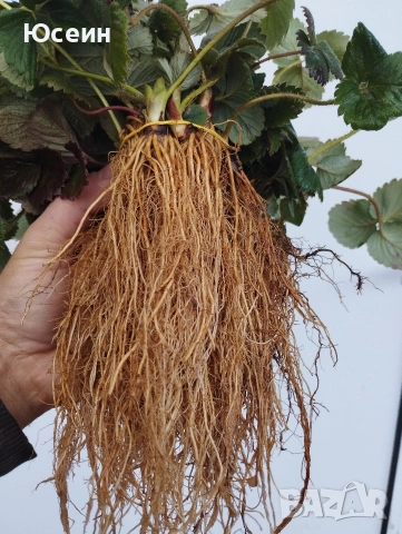 Ягоди сорт Зенга-Зенгана, снимка 6 - Разсади - 52900677