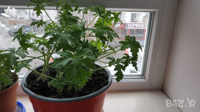 Продавам цветя Индрише (български сорт), снимка 3 - Стайни растения - 35600076