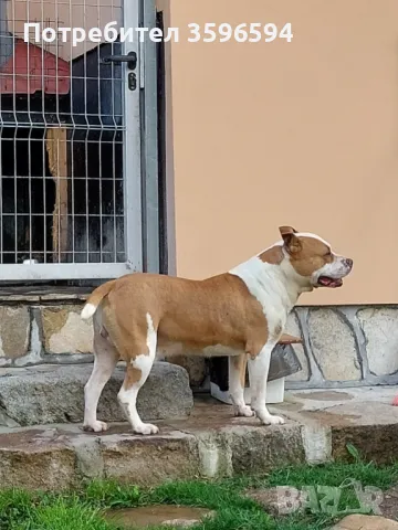 Питбул за разплод, снимка 3 - Питбул - 50133269